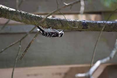 Close-up of snow on branch