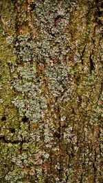 Full frame shot of lichen on tree