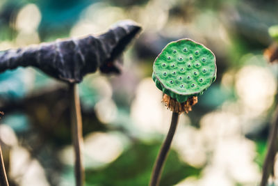 Close-up of lotus flower bud