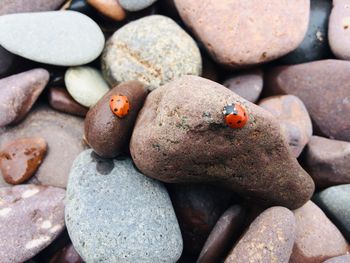 Close-up of ladybug on rock