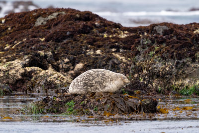 View of sheep on rock at beach