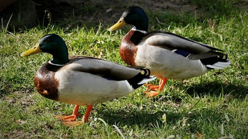 Ducks on a field