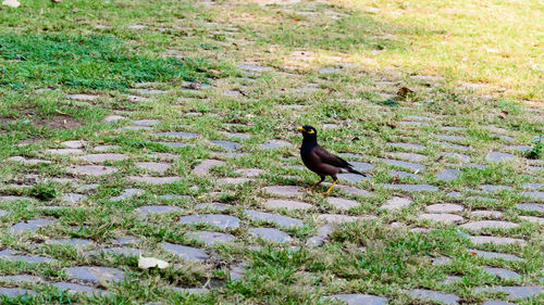 High angle view of bird on field