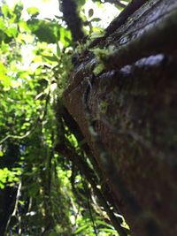 Low angle view of tree trunk