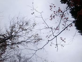 Low angle view of silhouette bare tree against clear sky