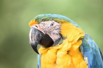 Close-up of peacock