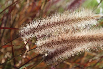 Close-up of spiked plant against blurred background