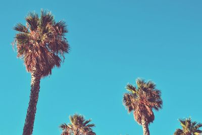 Low angle view of palm trees against clear blue sky