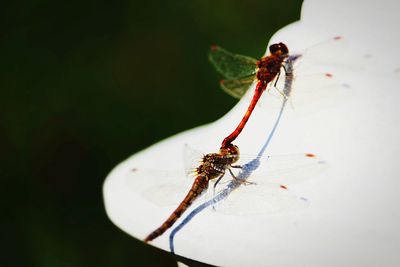 Close-up of dragonfly