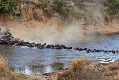 Wildebeest crossing the mara river during the annual great migration.