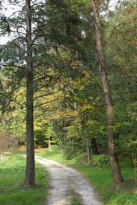 Dirt road amidst trees in park