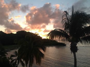 Palm trees on beach against sky during sunset