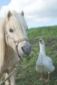 Close-up of goose with horse on field