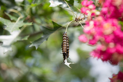 Close-up of insect on flower