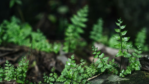 Close-up of fresh green plants in forest