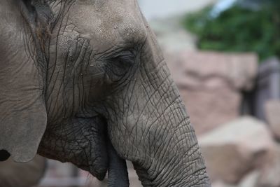 Close-up of elephant