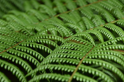 Full frame shot of fern leaves