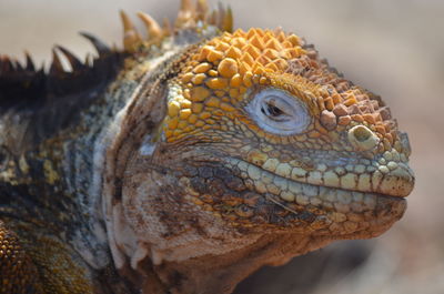 Close-up of iguana