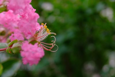 Close-up of bee on pink flower