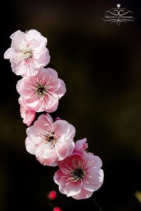 Close-up of cherry blossom