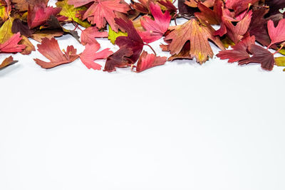 Close-up of autumn leaves over white background