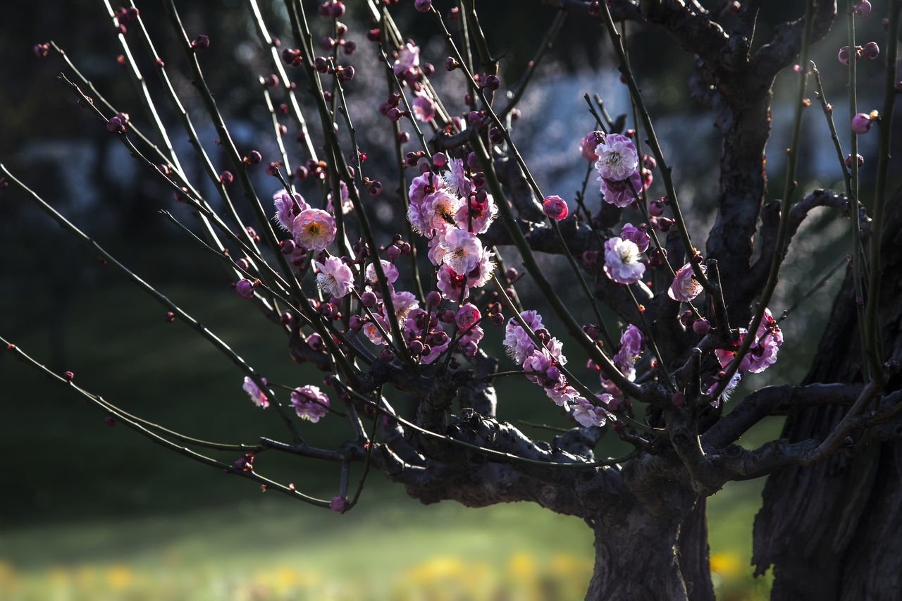 CLOSE-UP OF PURPLE FLOWERING PLANT