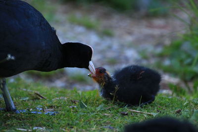 Close-up of young bird on grass