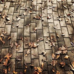 High angle view of autumn leaves on footpath