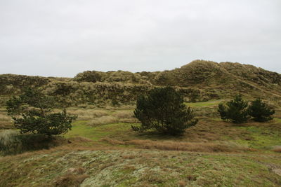 Trees on field against sky
