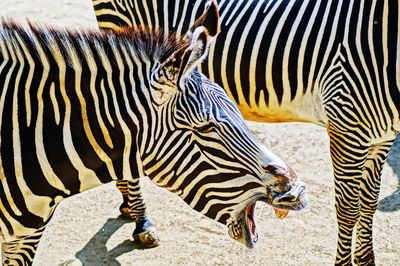 Close-up of zebra crossing