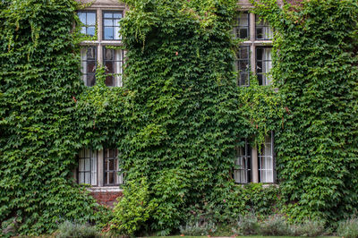 Creepers growing on house