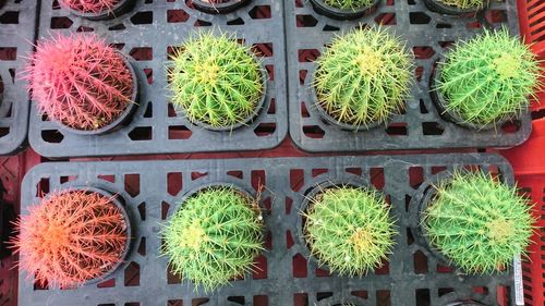 Overhead view of cactus plants arranged in tray