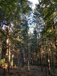 Low angle view of bamboo trees in forest