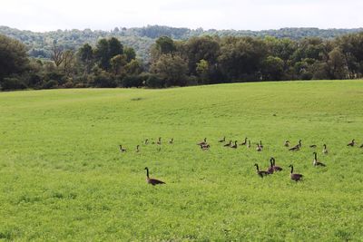 Flock of birds on grassy field