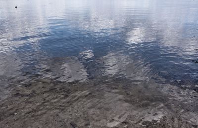 Reflection of trees in water