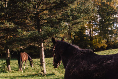 Horses in a field