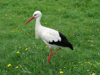 White duck on grass