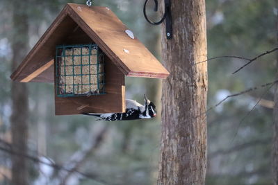 High angle view of bird perching on wooden post