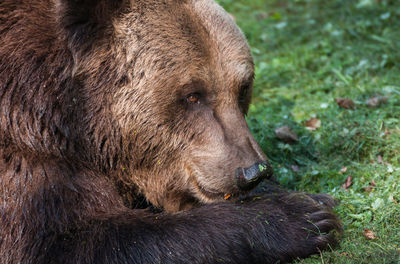 Close-up of bear on field