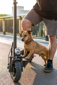 Feet of a man made stop stand one leg with his small cute dog on electric scooter. 