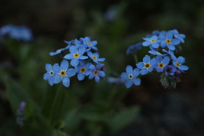 Close-up of purple flowering plants in park