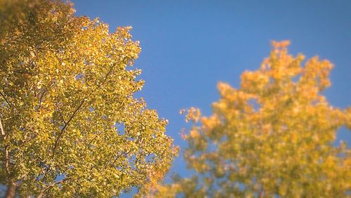 Low angle view of yellow flowers against blue sky