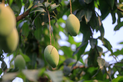 Low angle view of fruits on tree