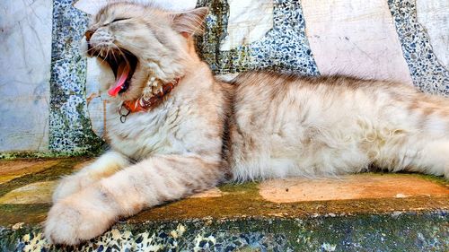 View of cat yawning