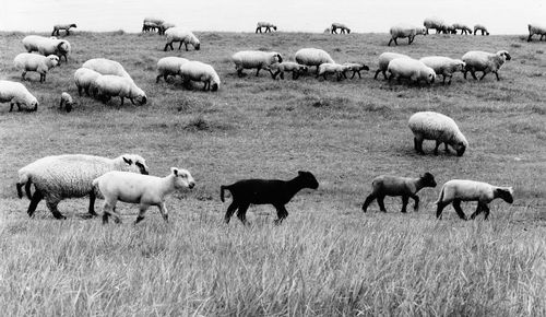 Flock of sheep in pasture