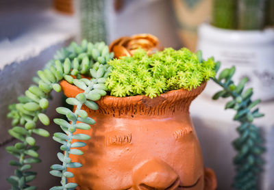 Close-up of vegetables in potted plant