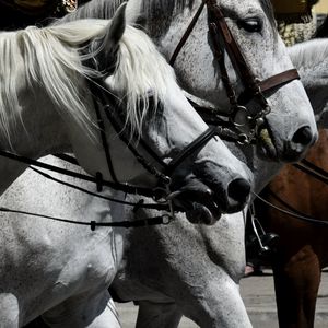 Close-up of horse