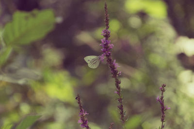 Close-up of purple flowering plant