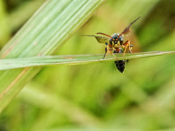 Close-up of bee on plant