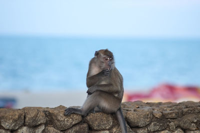 Monkey sitting on rock by sea against sky